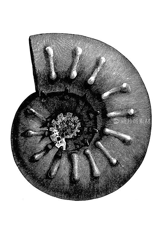 侏罗纪菊石(Aspidoceras iphicerum)，也被称为菊石，一种已灭绝的头足类动物(软体动物门)，与现代珍珠鹦鹉螺(nautilus)有关。